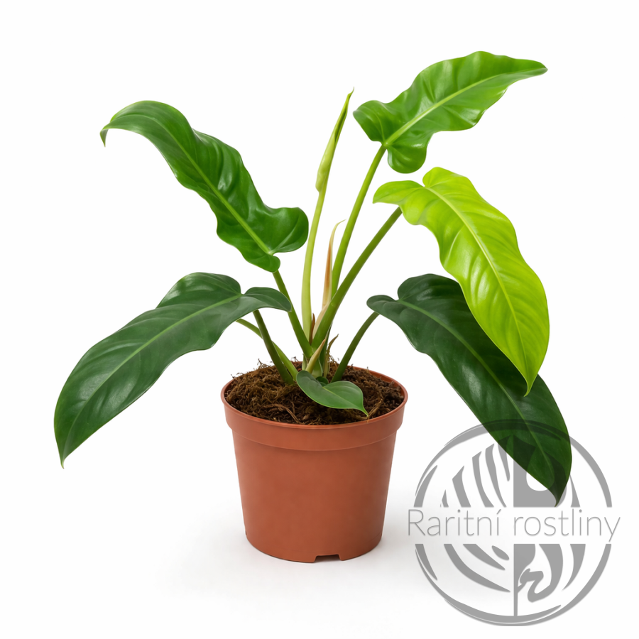 Philodendron Jerry Horne