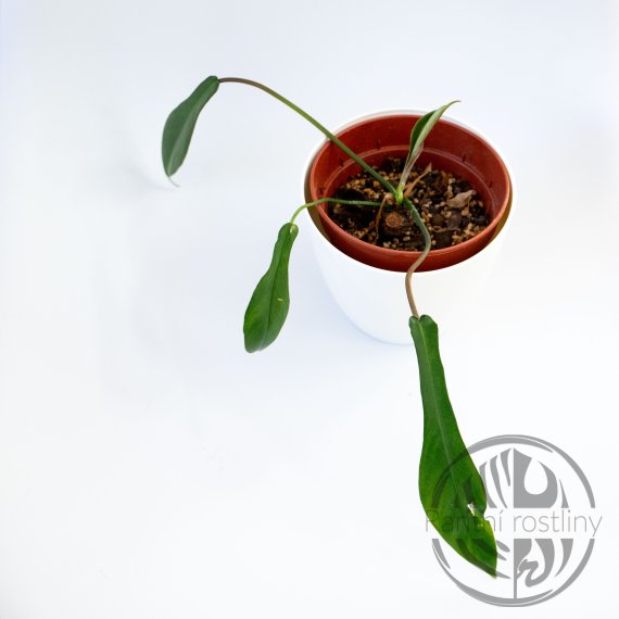 Philodendron Joepii
