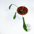 Philodendron Joepii