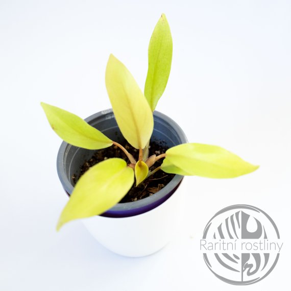 Philodendron Malay Gold