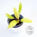 Philodendron Malay Gold