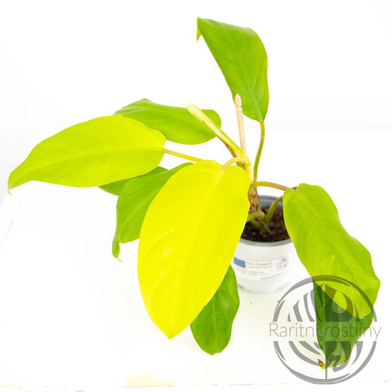 Philodendron Malay Gold