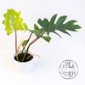 ŘÍZEK vrchol Philodendron Mayoi