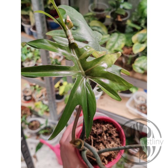 Philodendron Mayoi