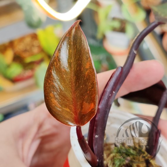 Philodendron Orange Princess řízek 