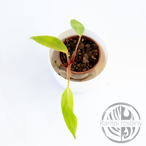 Philodendron Painted Lady