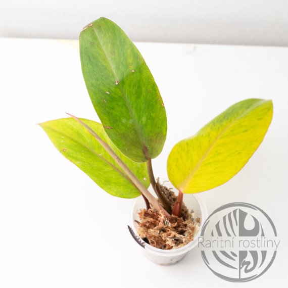 Philodendron Painted Lady ŘÍZEK 