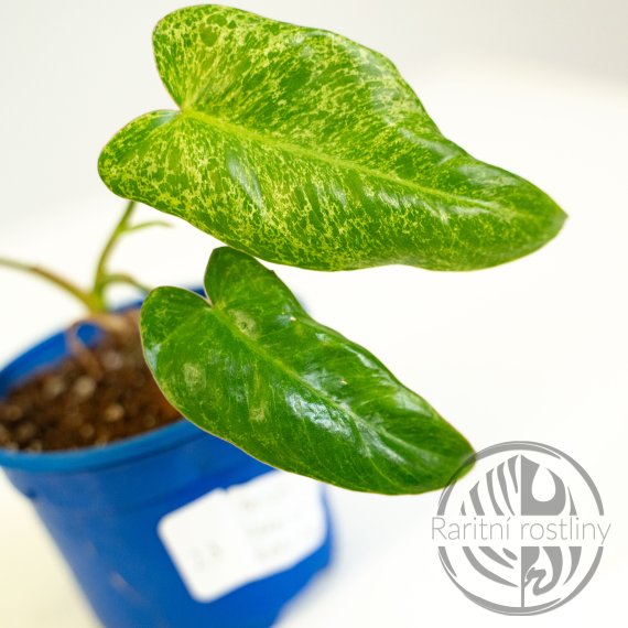 Philodendron Parasiso Verde var. řízek