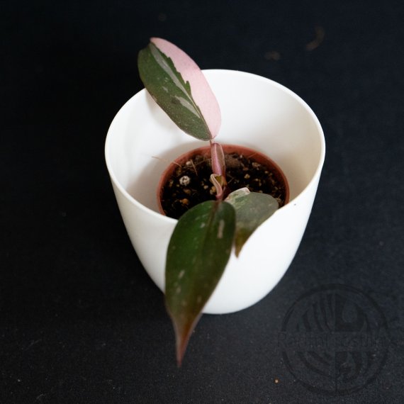 Philodendron Pink Princess