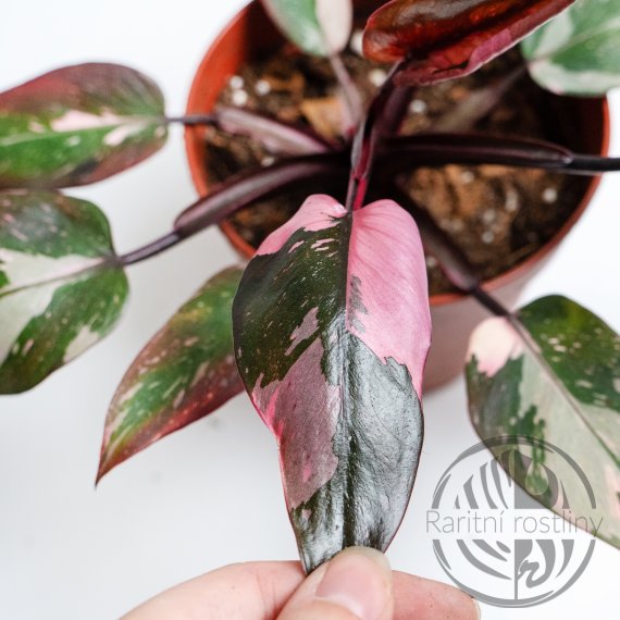 Philodendron Pink Princess