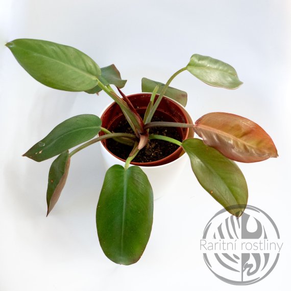 Philodendron Princ of Orange