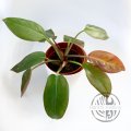 Philodendron Princ of Orange