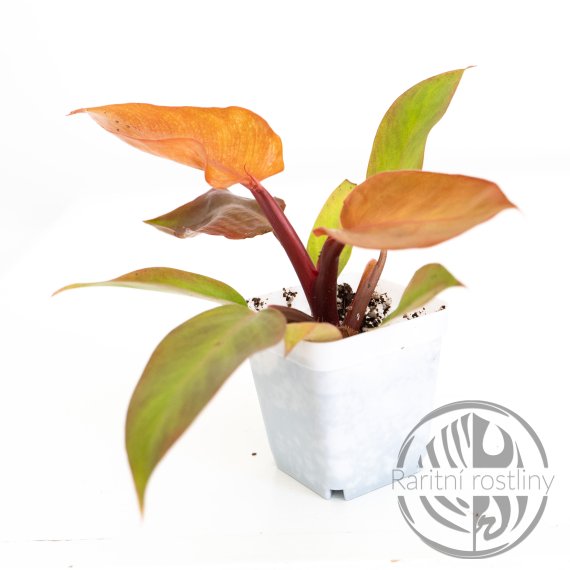 Philodendron Princ of Orange (kopie)