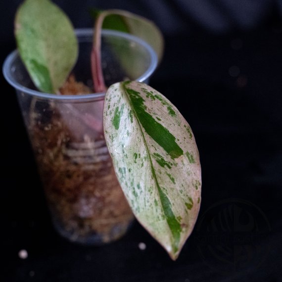 Philodendron Red Congo Dwarf