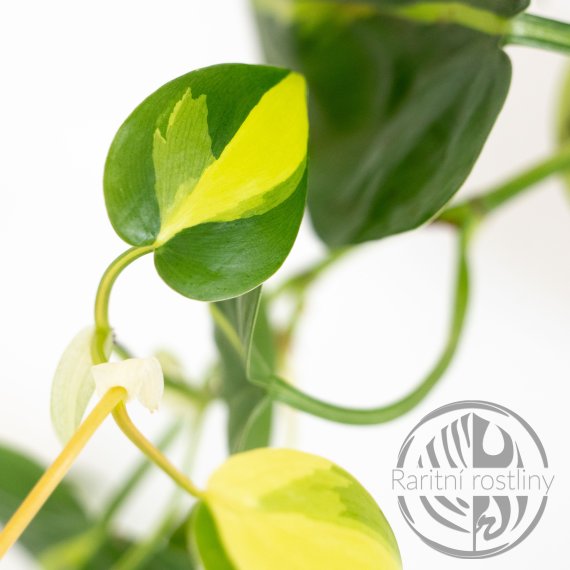 Philodendron scandens Brasil řízek