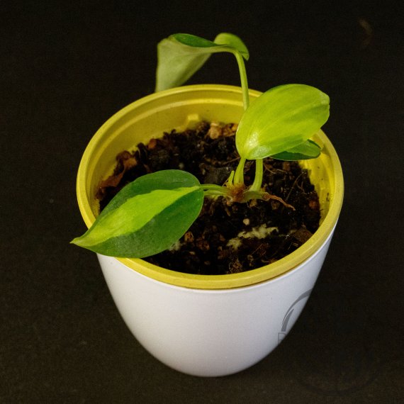 Philodendron scandens Brasil