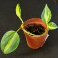Philodendron scandens Brasil