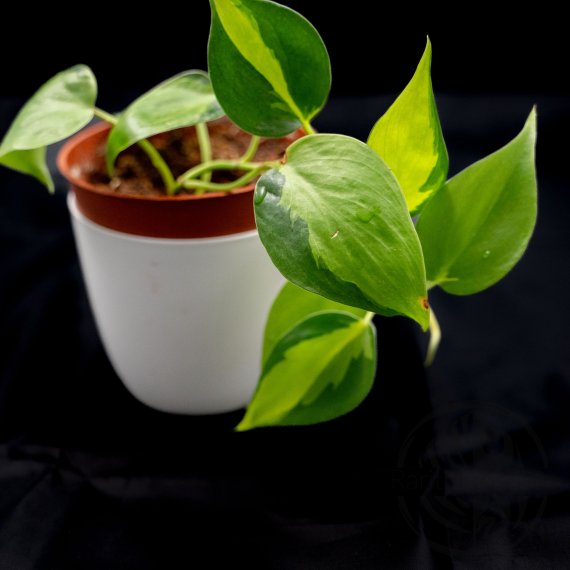 Philodendron scandens Brasil 