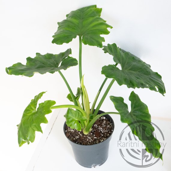 Philodendron Shangri La