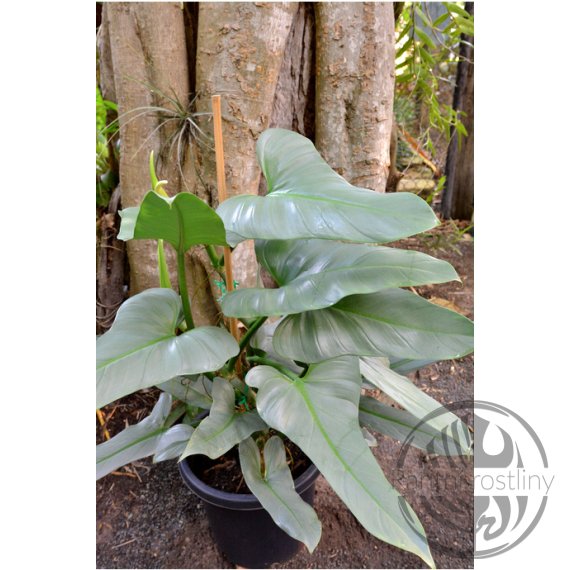Philodendron Silver Sword
