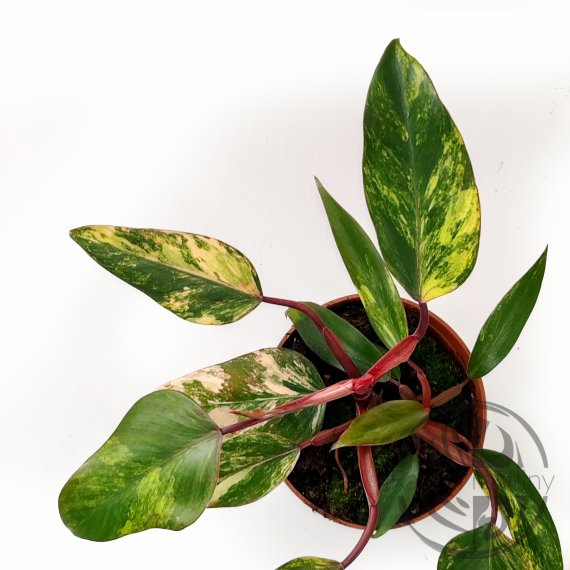 Philodendron Strawberry Shake