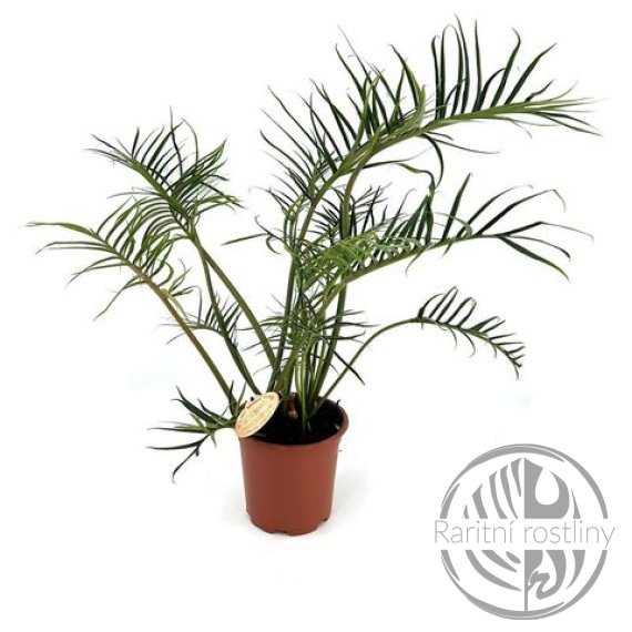 Philodendron Tortum řízek