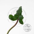 Philodendron Joepii ŘÍZEK