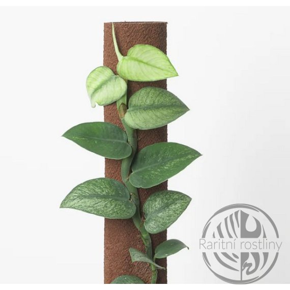 Rhaphidophora Hongkongensis Mint