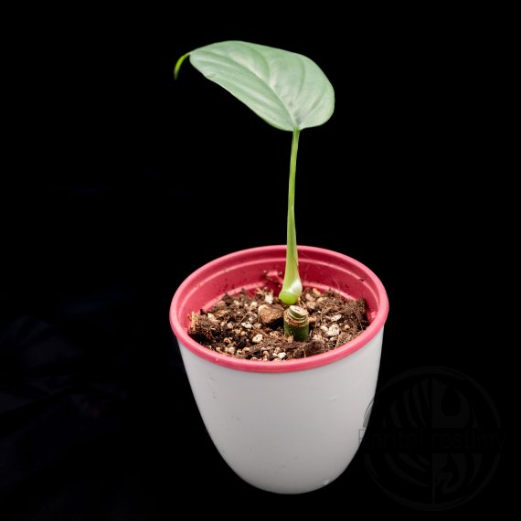 Rhaphidophora sp. Flame