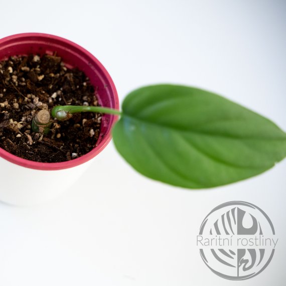 Rhaphidophora sp. Flame