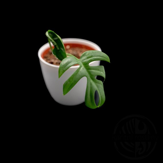 Rhaphidophora sp. Flame