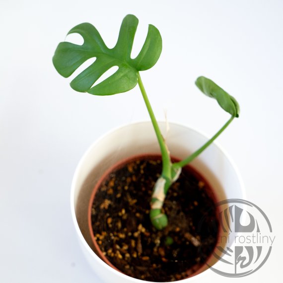 Rhaphidophora sp. Flame