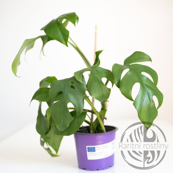 Rhaphidophora tetrasperma