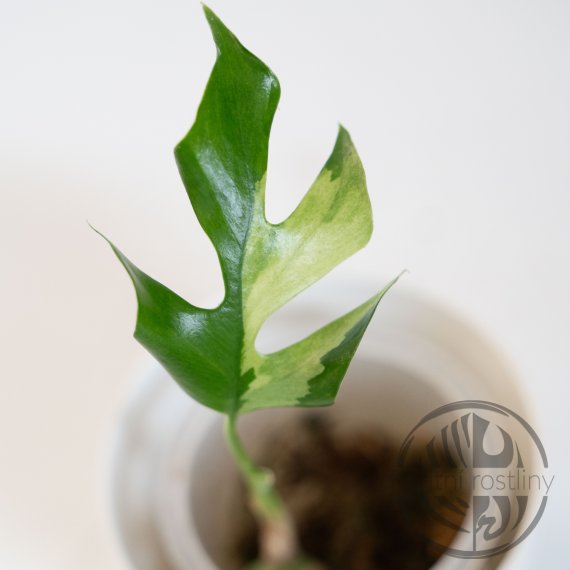 Rhaphidophora Tetrasperma (Monstera Minima) variegata