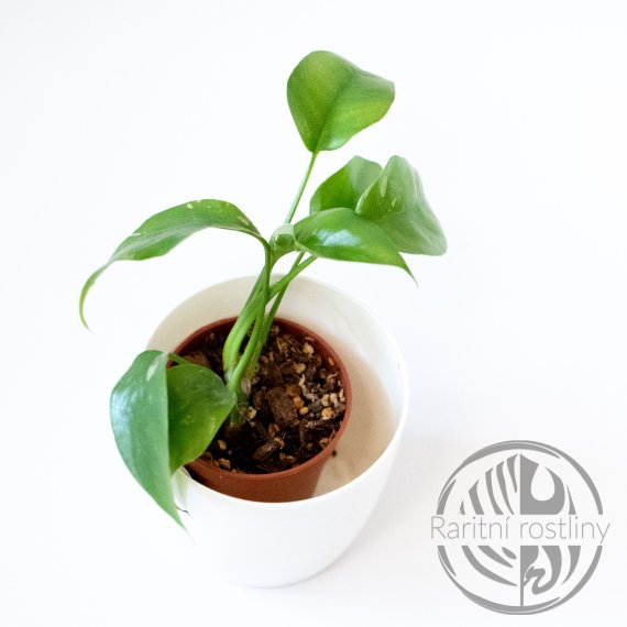 Rhaphidophora Tetrasperma variegata