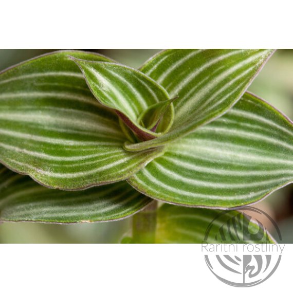 Callisia Elegans ŘÍZEK