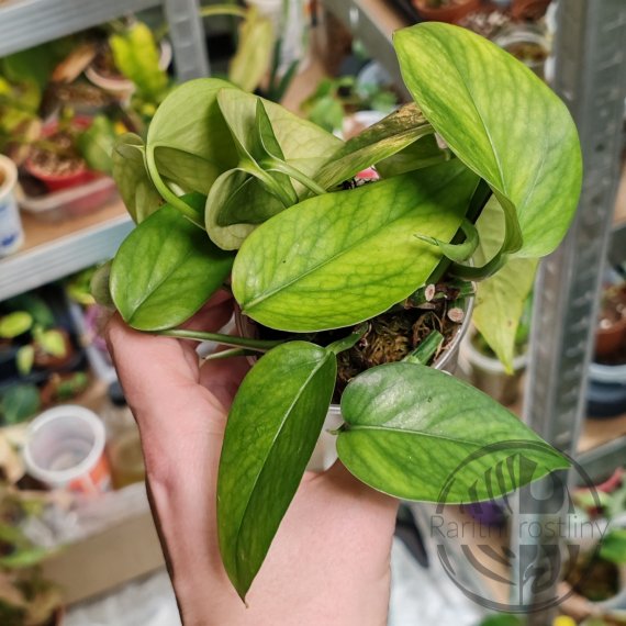 Epipremnum aureum Jesenia