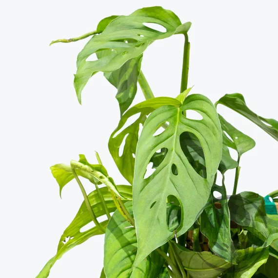 Monstera Laniata řízek