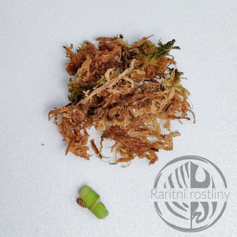 ŘÍZEK Monstera Adansonii kolínko s rašeliníkem