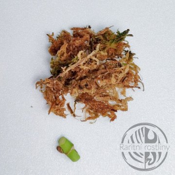 ŘÍZEK Monstera Adansonii kolínko s rašeliníkem