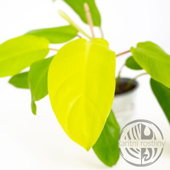 Philodendron Malay Gold Řízek