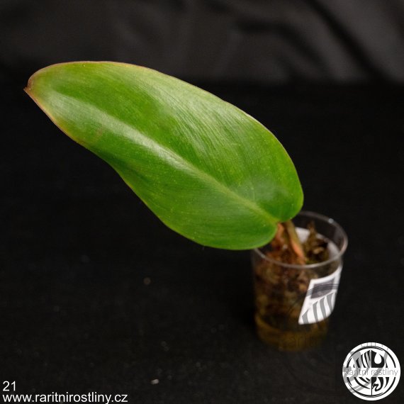 ŘÍZEK: Philodendron Strawberry Shake revert