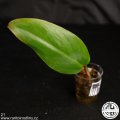 ŘÍZEK: Philodendron Strawberry Shake revert