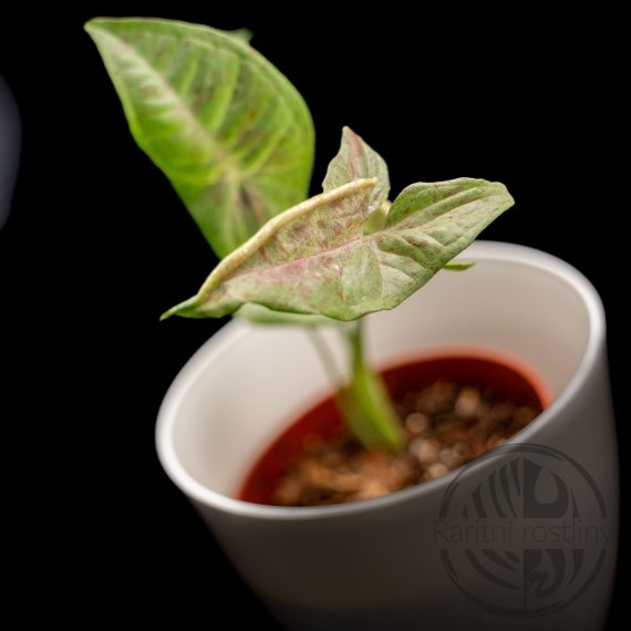 Syngonium podophyllum Milk Confetti