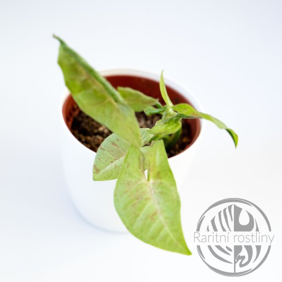 Syngonium podophyllum Milk Confetti