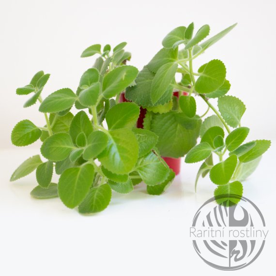 ŘÍZEK Rýmovník Plectranthus amboinicus