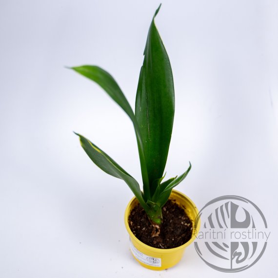 Sansevieria trifasciata Black Diamond