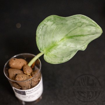 Scindapsus Silver Cloud řízek