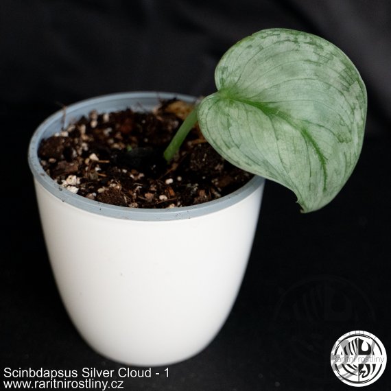 Scinbdapsus Silver Cloud