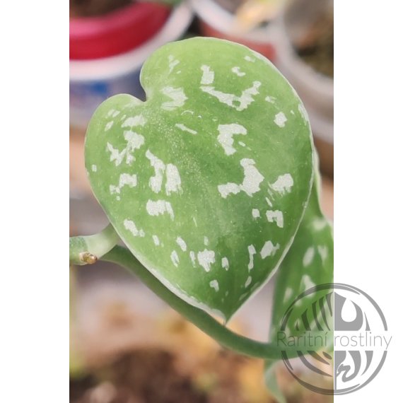 Scindapsus Argyraeus